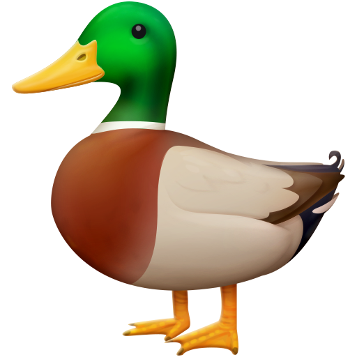 duck